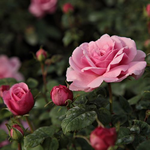 Rosa Fluffy Ruffles™ - rosa - Árbol de Rosas Floribunda - rosal de pie alto- forma de corona tupida